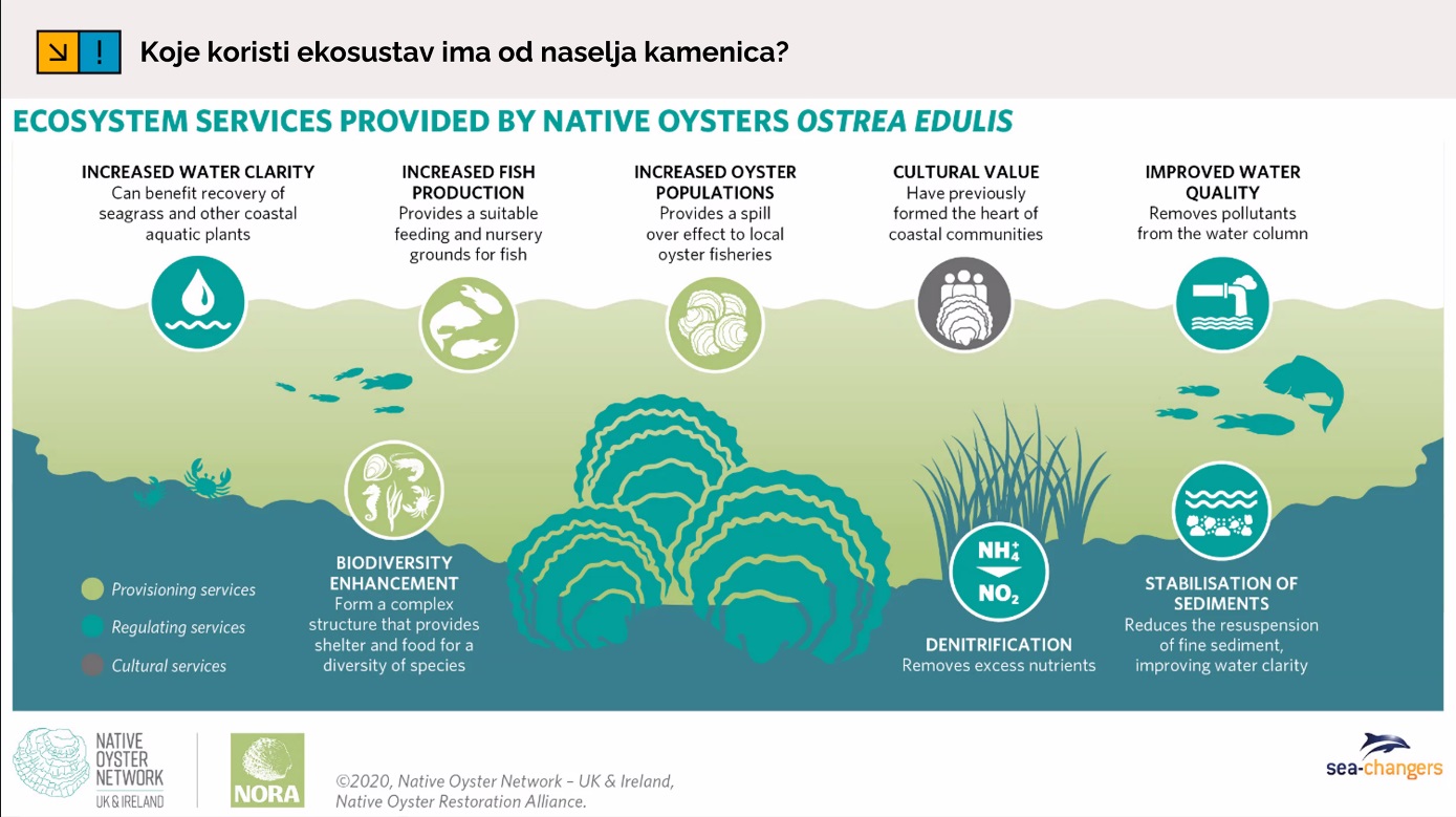 Restoration of the European Flat Oyster in the Adriatic Sea – Challenges, Opportunities, and New Scientific Insights
